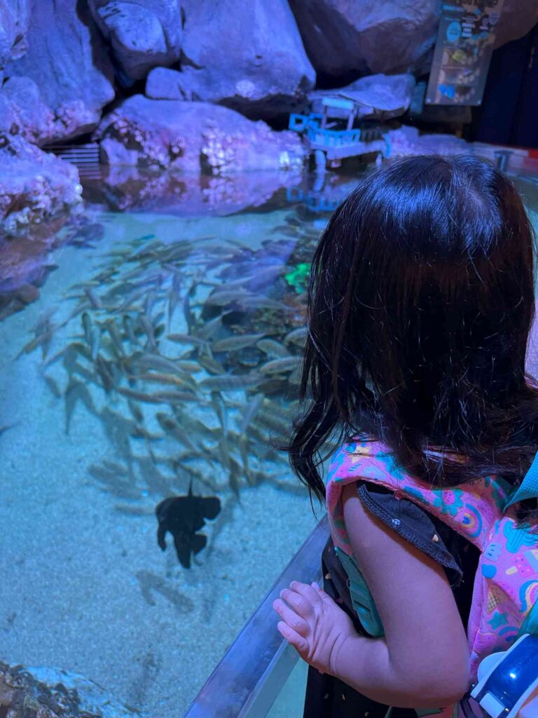 Toddler catches an Aquaria KLCC show where fish are fed food.