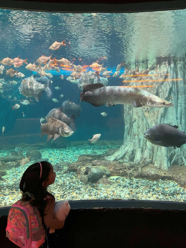 Toddler watching fish swimming at Aquaria KLCC.